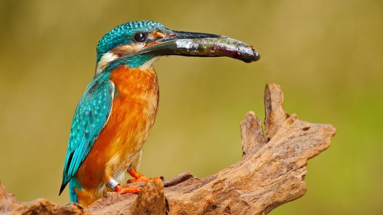 кадр из фильма Planeta Česko