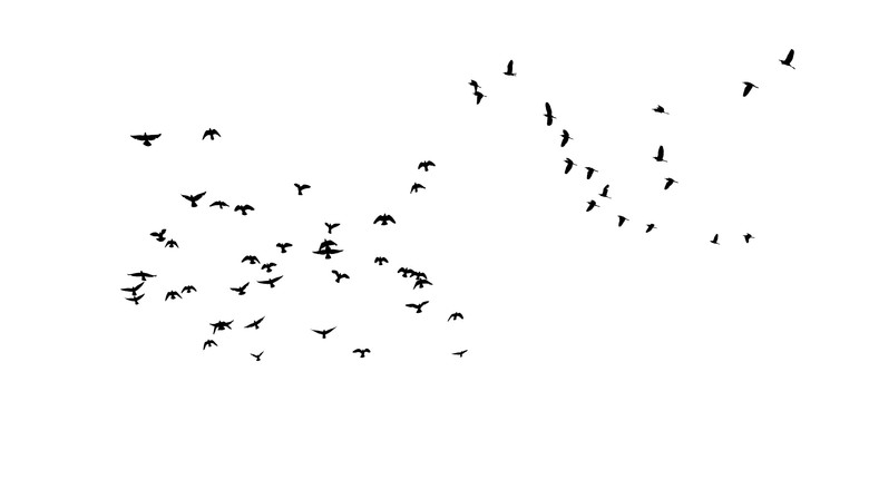 кадр из фильма When the Crows Went Wild