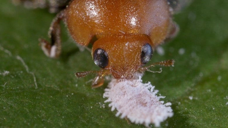 кадр из фильма Les nouveaux guerriers des champs