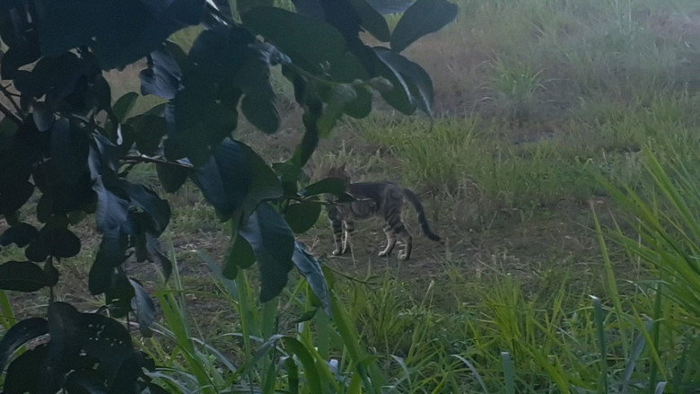 Gatinhos da UEMA