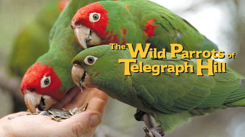кадр из фильма The Wild Parrots of Telegraph Hill