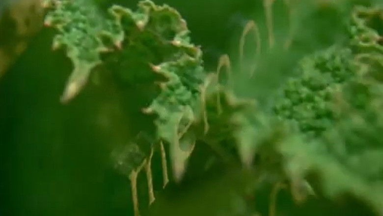 кадр из фильма Feeler