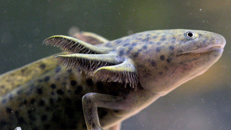 кадр из фильма Axolotl, la salamandre miraculeuse