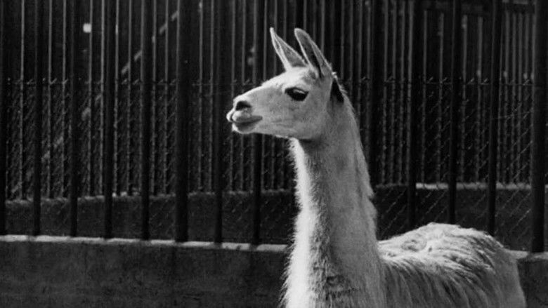 кадр из фильма Sally the Sparrow