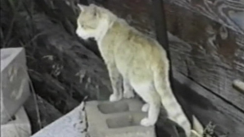 кадр из фильма Weather Diary 1