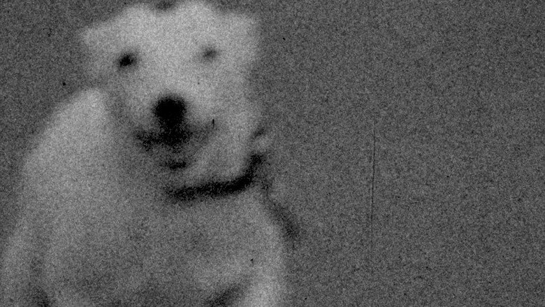 кадр из фильма A Dog Called Discord