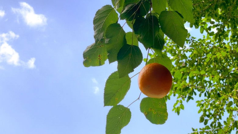 кадр из фильма Tangerine