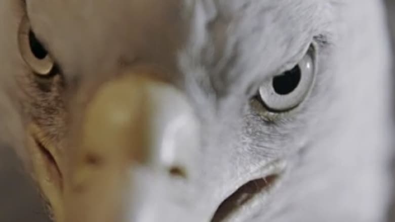 кадр из фильма Животное, которое я есть