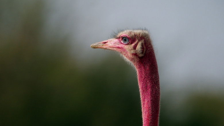 кадр из фильма هورايزن