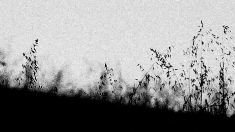 кадр из фильма MIRTILLO - numerus I