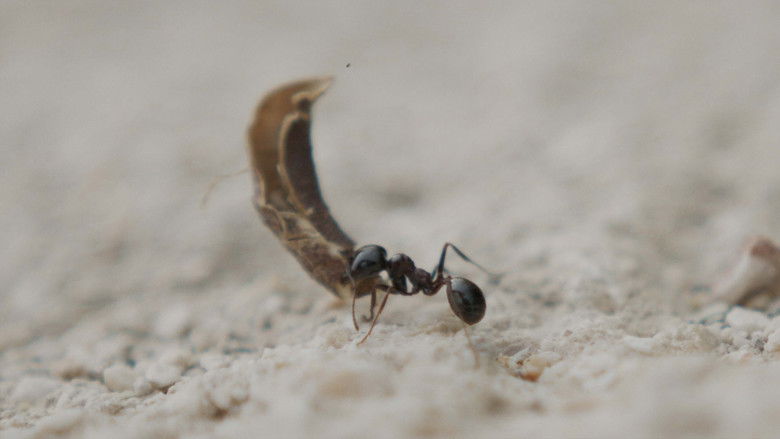 кадр из фильма At Sea