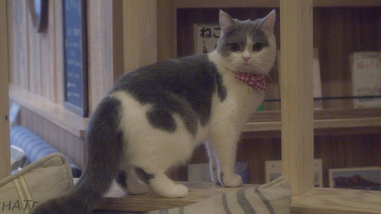 кадр из фильма 猫カフェ