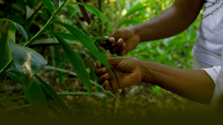 кадр из фильма Onde Aprendo a Falar com o Vento