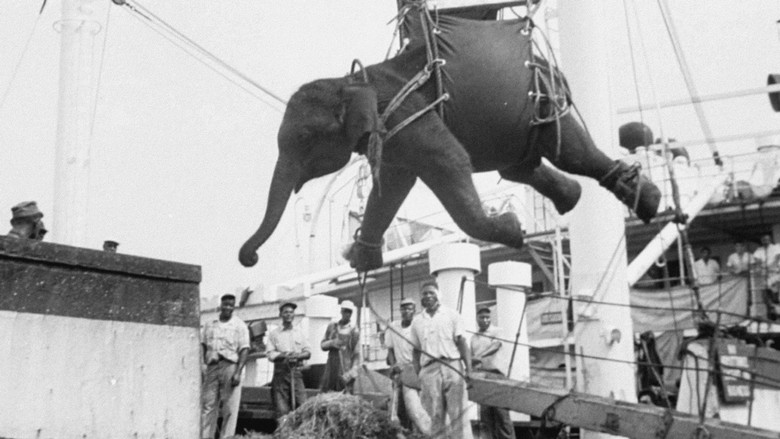 кадр из фильма La Tragique Histoire de Fritz l'éléphant