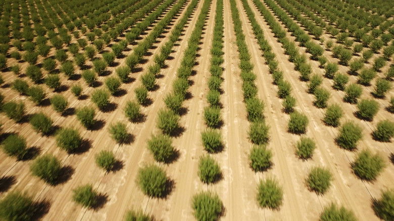 кадр из фильма Pistachio Wars