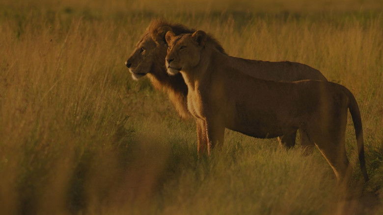 Жизнь рядом со львами