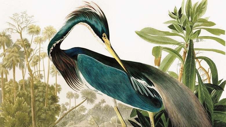 кадр из фильма Birds of America