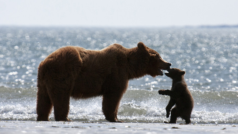 кадр из фильма Медведи