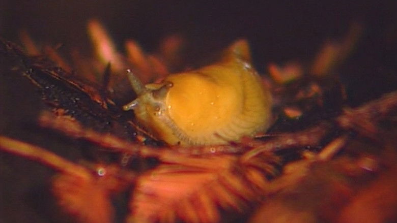 кадр из фильма Banana, Banana, Banana Slugs!