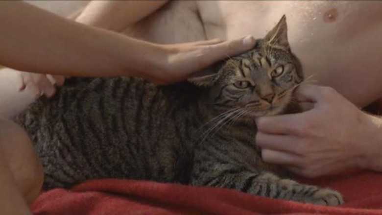 кадр из фильма Кот