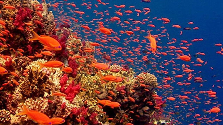 кадр из фильма Голубая бездна