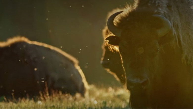 кадр из фильма Aiskótáhkapiyaaya