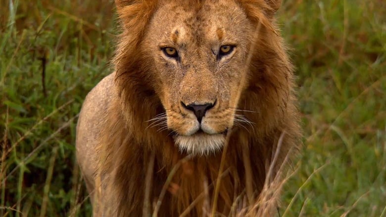 кадр из фильма Африканские кошки: Королевство смелых