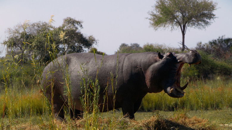 кадр из фильма Pepe