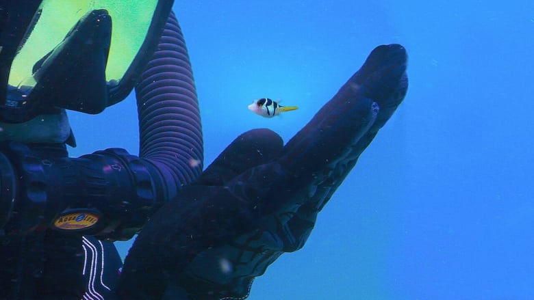 кадр из фильма Puff: Wonders of the Reef