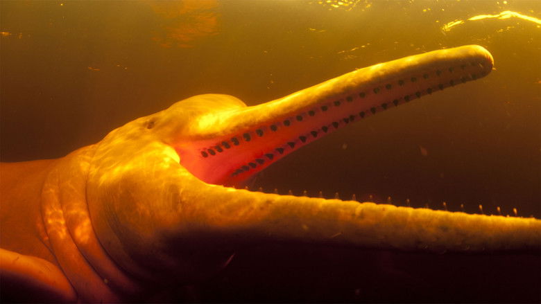 кадр из фильма South America Untamed