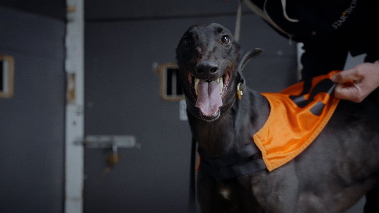 кадр из фильма Going to the Dogs