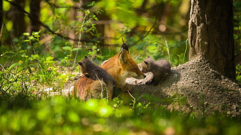 кадр из фильма The Secret Life of Fox Cubs