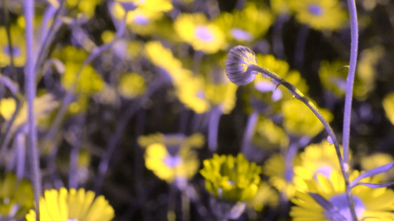 кадр из фильма Devolution / A.K.A. Rest In Peace