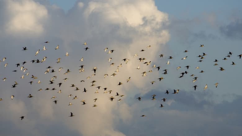 кадр из фильма Grutto! De reis van onze nationale vogel