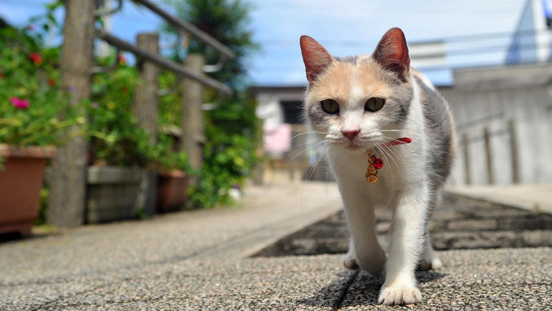 кадр из фильма 先生と迷い猫