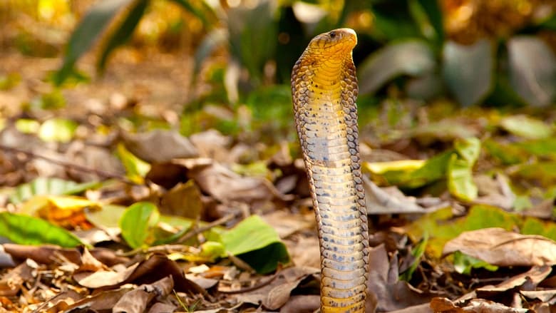 кадр из фильма Cobra Mafia