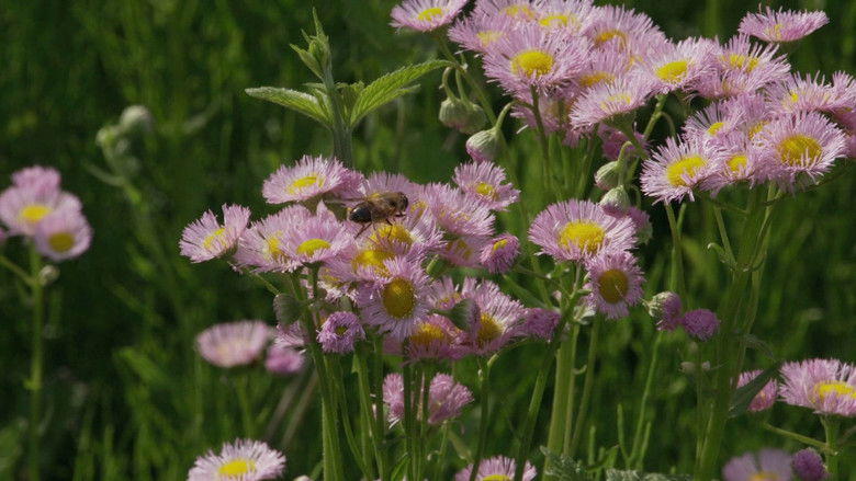 кадр из фильма Маленький лес. Зима, весна
