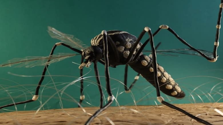 кадр из фильма The Life of a Mosquito
