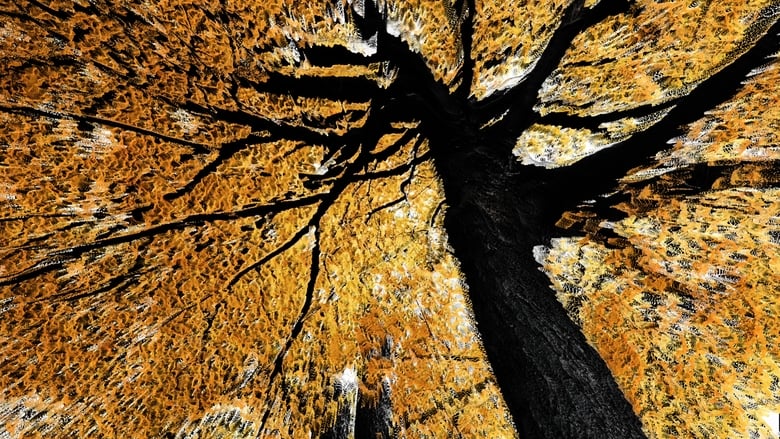 кадр из фильма Homenaje a la obra de Philip Henry Gosse