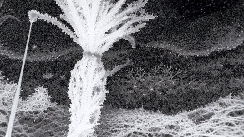 кадр из фильма Echoes Between Seeing #3