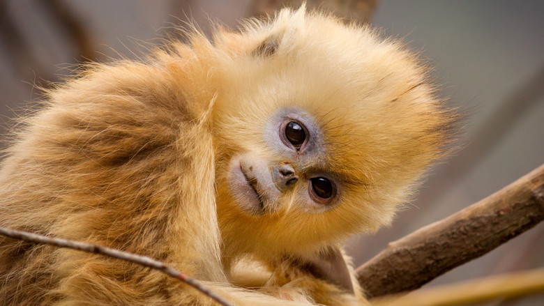 кадр из фильма Рождённые в Китае