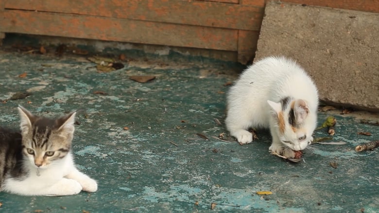 кадр из фильма Le Chat, ce tueur si mignon