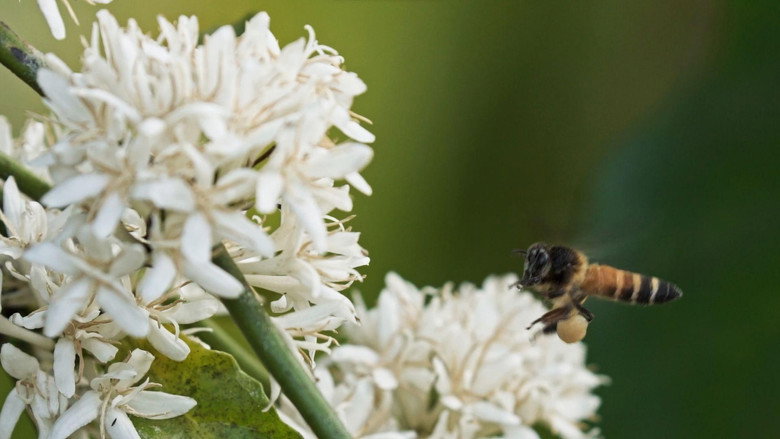 Menschen und Wildbienen - Ein konfliktreiches Zusammenleben