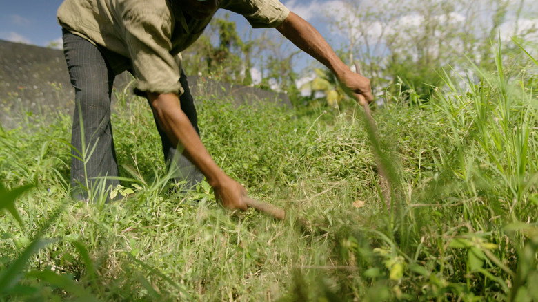 кадр из фильма Mamá Tingó: Memoria viva de la tierra dominicana