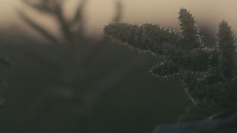 кадр из фильма Sun, Trees, Sun