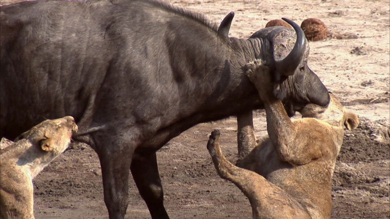 кадр из фильма Predator's Playground