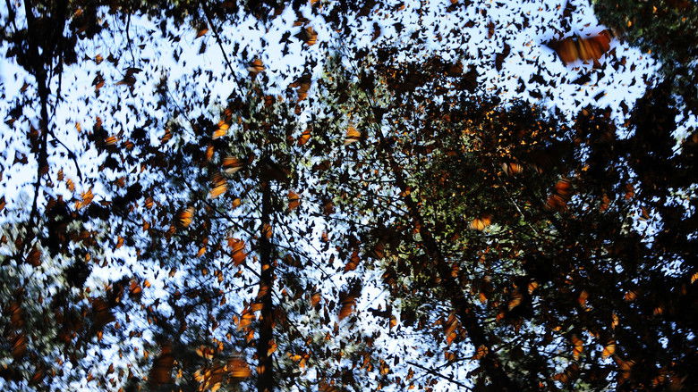 кадр из фильма South America Untamed