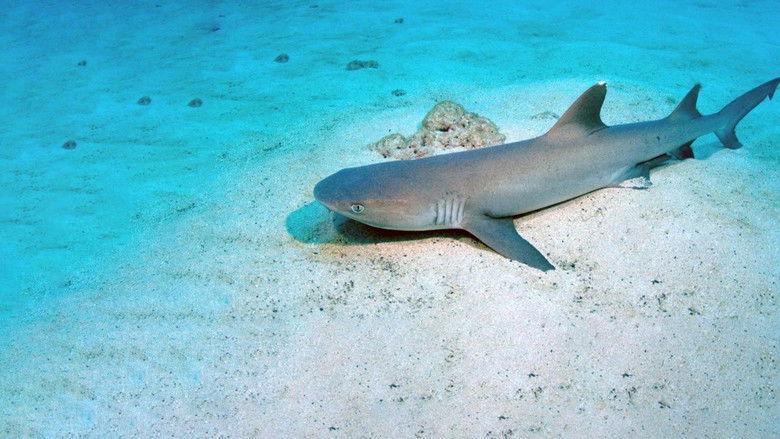 кадр из фильма Shark Island