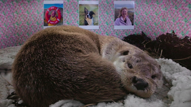 кадр из фильма Billy & Molly: An Otter Love Story