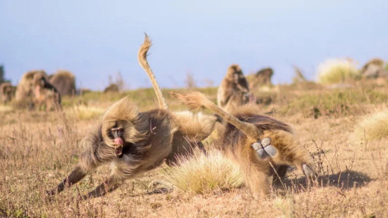 кадр из фильма Le royaume des nuages